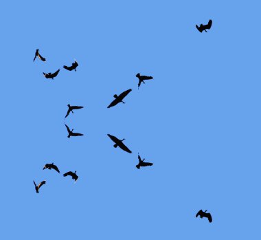 Flying vultures clipart