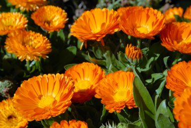 Orange Flowers. clipart