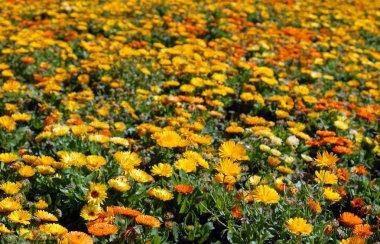 Flower Field. clipart