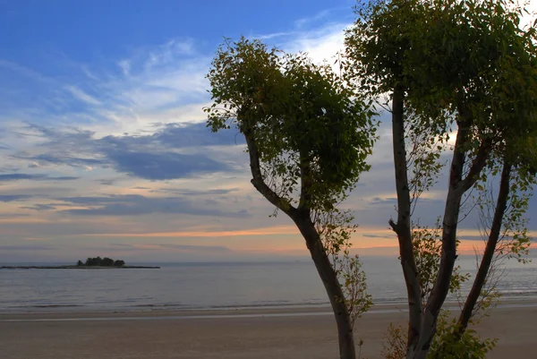 Trees on the beach at dusk — Stock Photo, Image