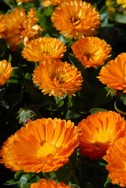 stock image Orange Flowers Field.