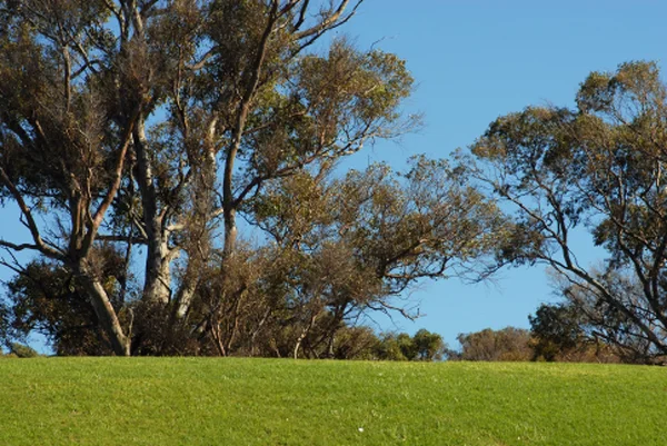 stock image Trees and green grass