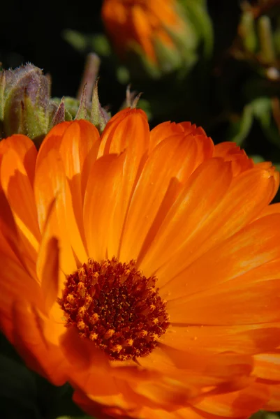 オレンジ色の花。マクロ撮影 — ストック写真
