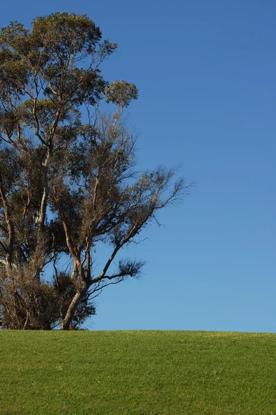 Pojedyncze drzewa i trawa zielona na błękitne niebo — Zdjęcie stockowe