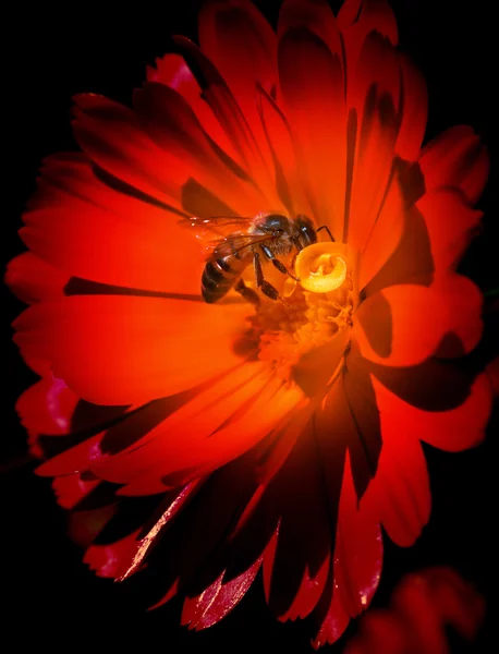 Abeille sur fleur rouge — Photo