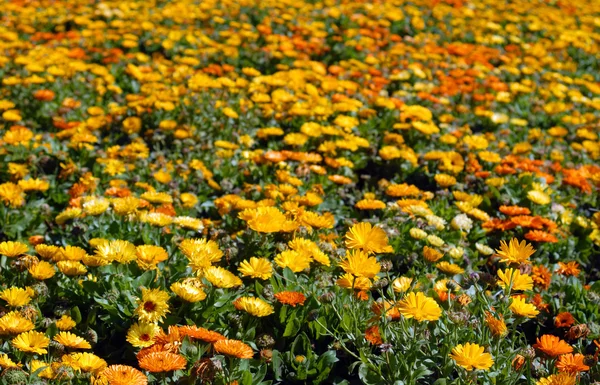 stock image Flower Field.