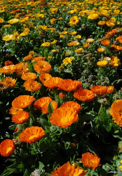 Louka oranžový a žlutý květ — Stock fotografie