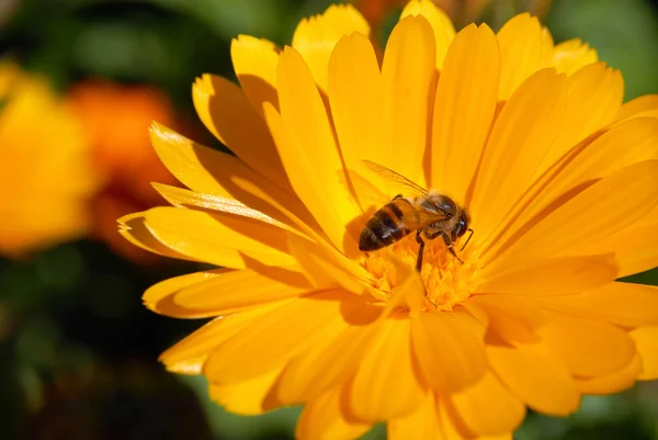 stock image Yellow flower and Bee