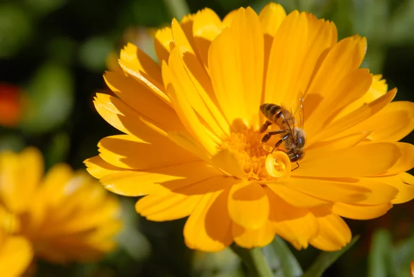 stock image Bee on a yellow flower