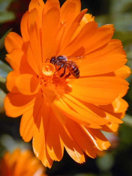 Abeille sur fleur orange — Photo