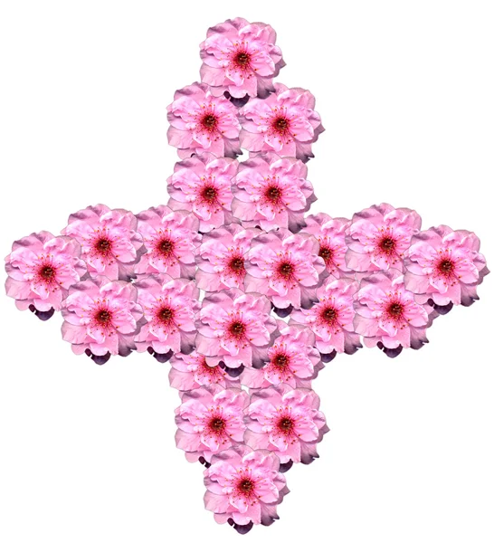 Pink blossom — Stock Photo, Image