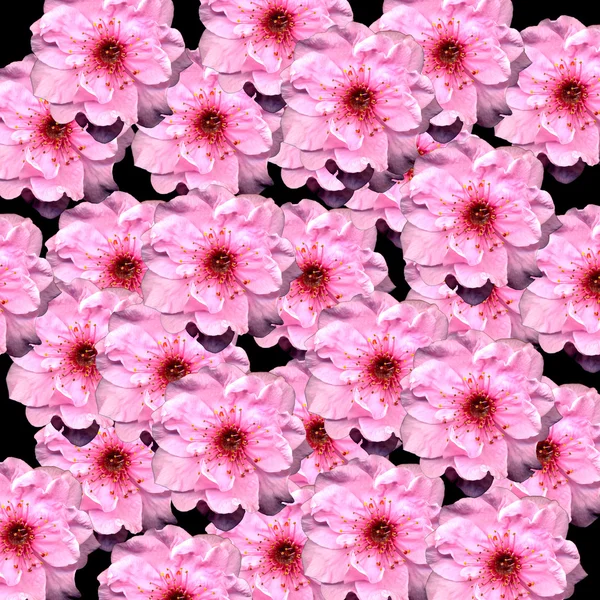 Rosa Blüte — Stockfoto