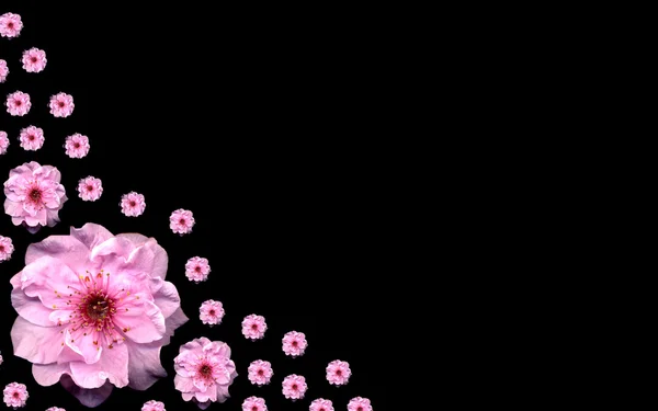 ピンクの花 — ストック写真