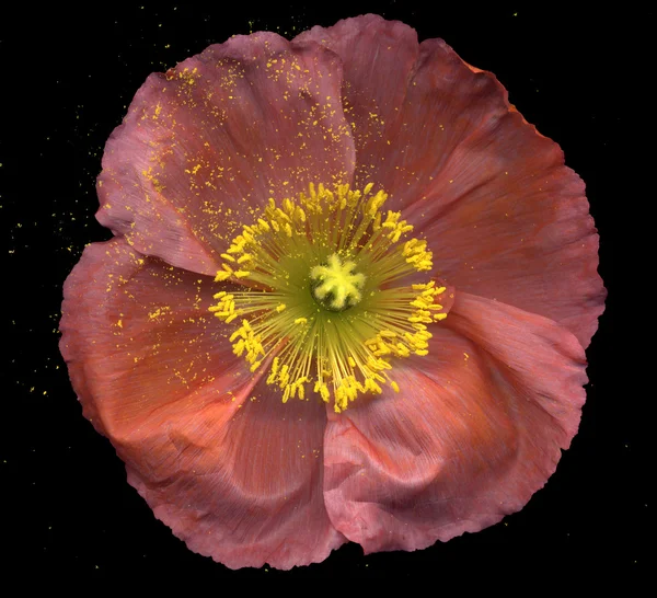 Poppy rose — Photo