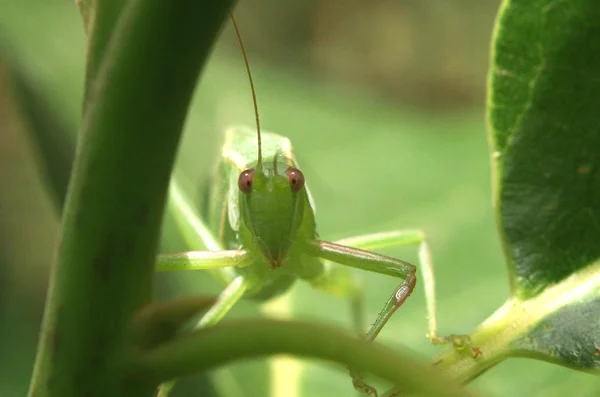 stock image Cricket bug