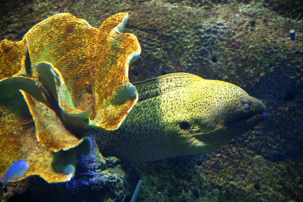 stock image Moray eel