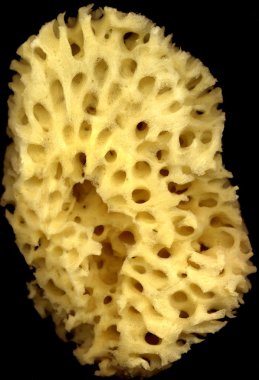 Sünger