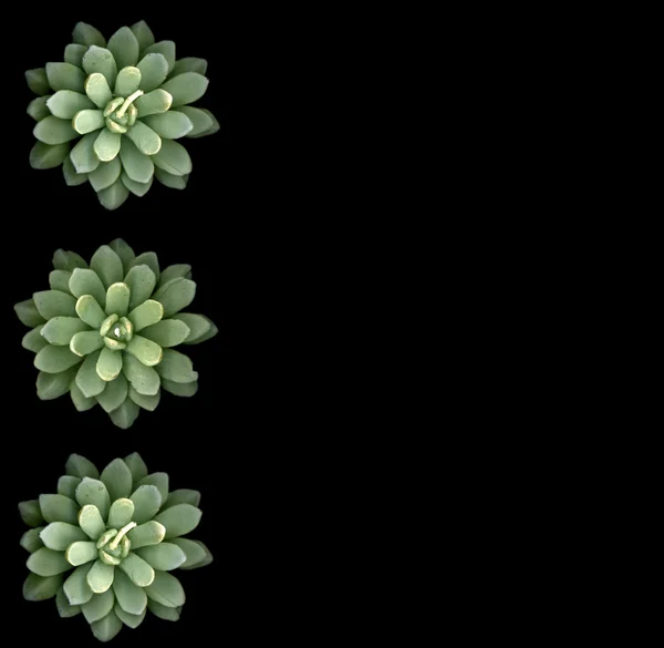Succulents — Stock Photo, Image