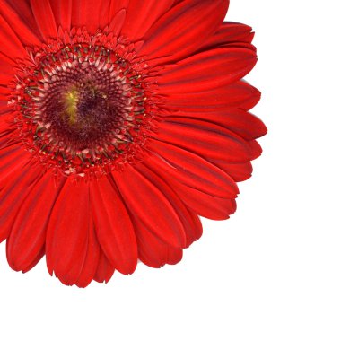 kırmızı gerbera