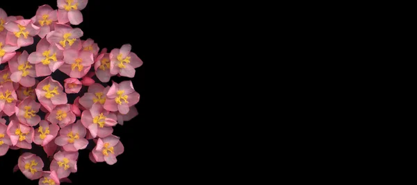Begonia — Stockfoto