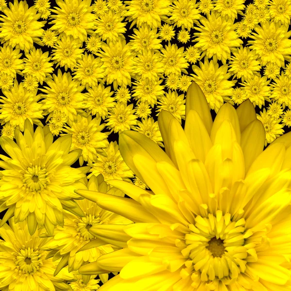 Crisantemos — Foto de Stock