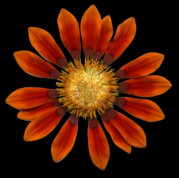 橙色杂色菊 — 图库照片