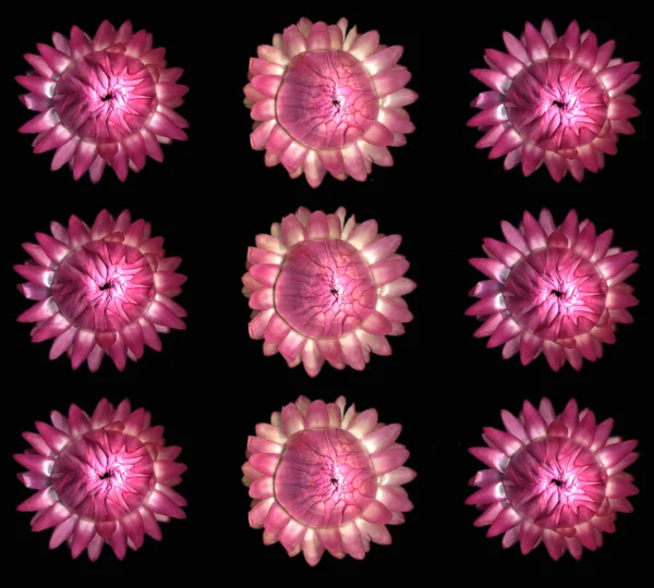 Gänseblümchen aus Papier — Stockfoto