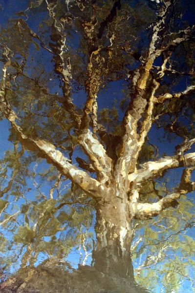 Sakız ağacı — Stok fotoğraf