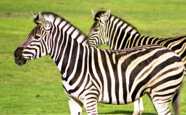 Zebra