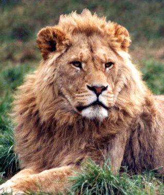 Aslan