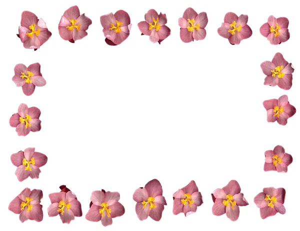 Begonia rosa — Foto Stock