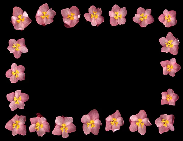 Roze begonia — Stockfoto