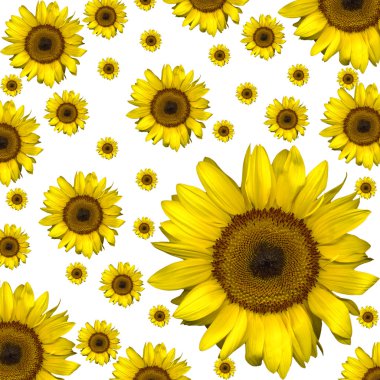 Sunflower background clipart