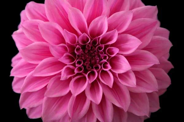 Pink dahlia — Stock Photo, Image