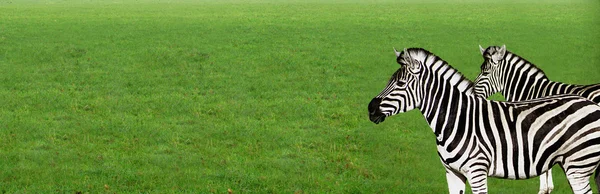 Зебры на траве — стоковое фото