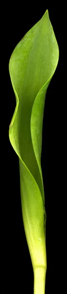 Hoja de tulipán —  Fotos de Stock