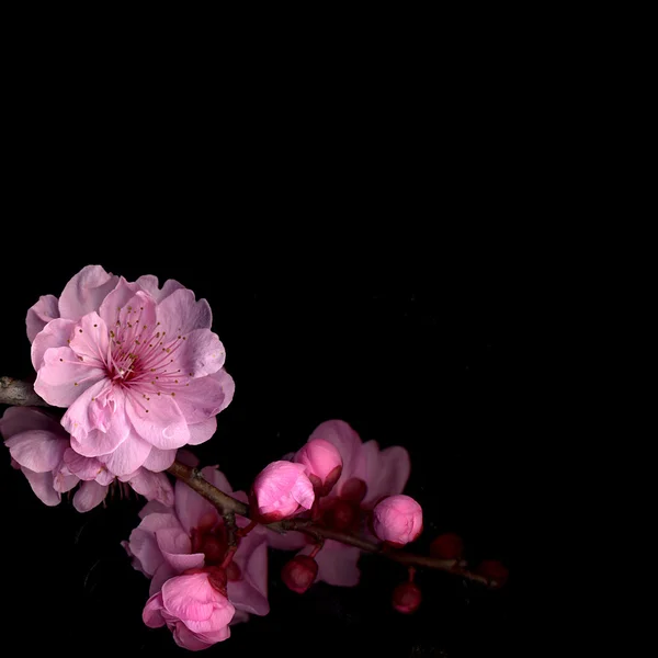 Rosa blomma Royaltyfria Stockfoton