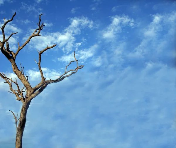 Nubes y árbol desnudo — Foto de Stock