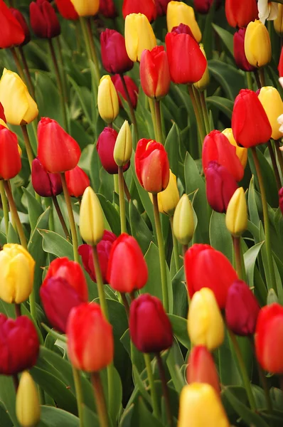 Czerwone i żółte tulipany — Zdjęcie stockowe