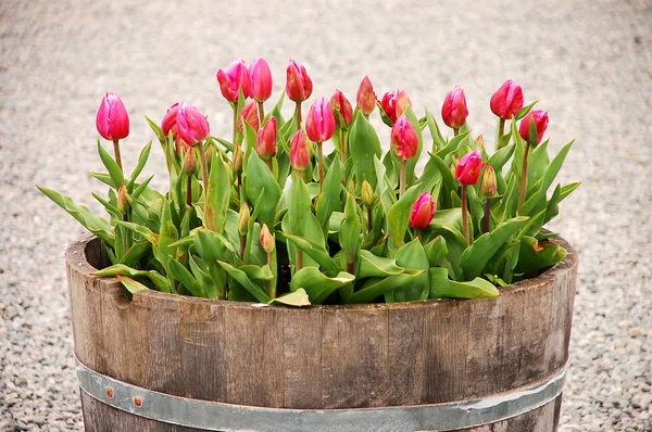 Tulipánok a ültetvényes — Stock Fotó