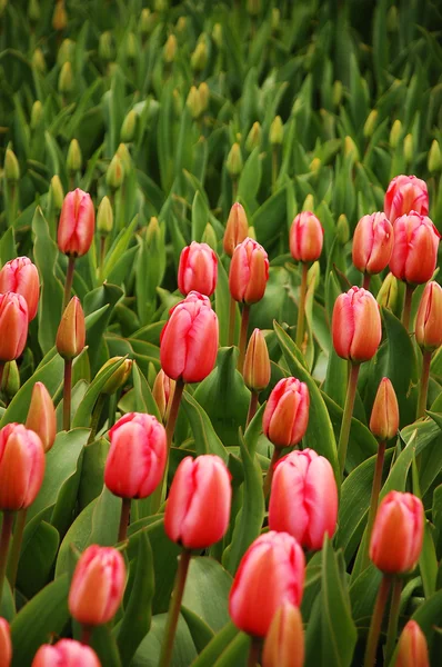 Campo de tulipas rosa profundas — Fotografia de Stock