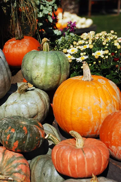 Pumpkin display — Stock Photo, Image