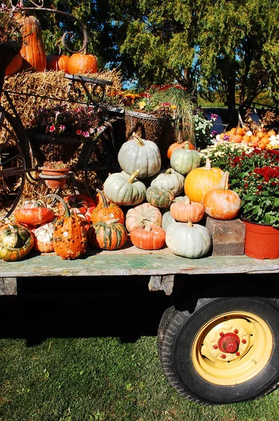 stock image Pumpkin display