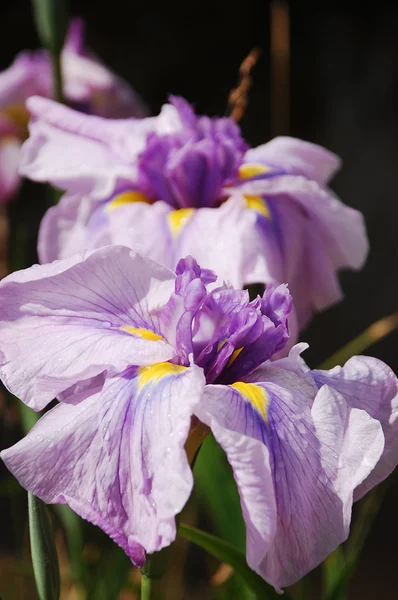 Irys fioletowy — Zdjęcie stockowe