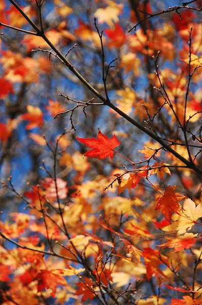 Stock image Japanese maple tree