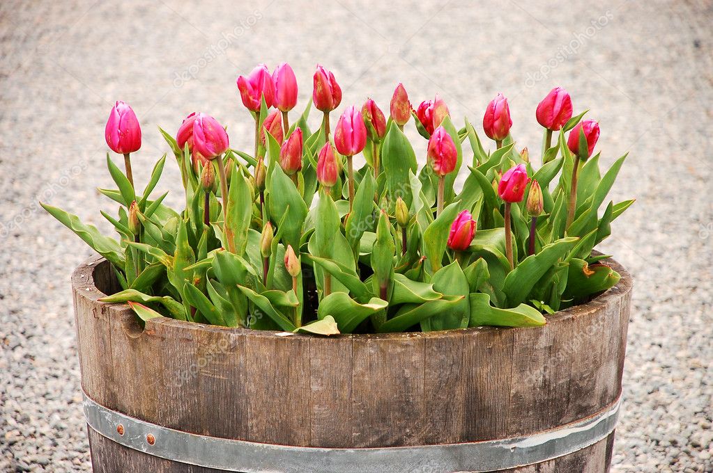 Tulips in planter — Stock Photo © montana 2014531