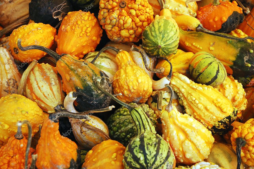 Colorful gourds — Stock Photo © montana 2015392