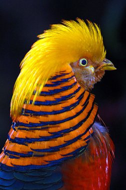 Golden pheasant clipart