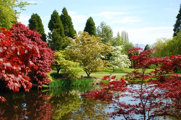 봄 정원 연못 — 스톡 사진
