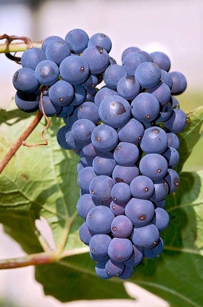 Bunch of concord grapes — Stock Photo, Image